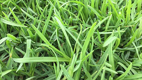 Buy Eureka Kikuyu Turf