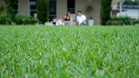 Buy Sir Walter Turf
