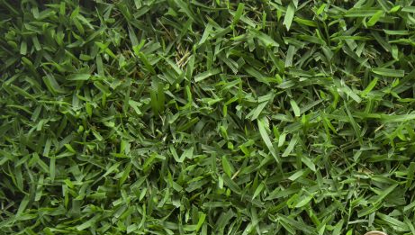 Buy Zoysia Australis