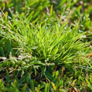 Winter Grass and How to Deal With It