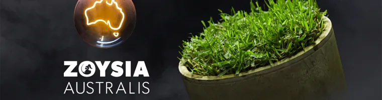 Zoysia Australis Turf for Sale in Taree