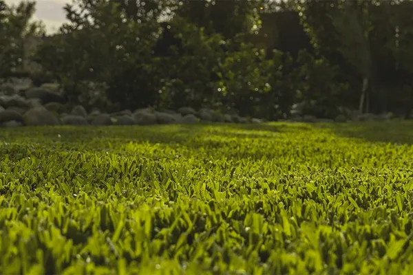 Stampede Premium Turf in Forster-Tuncurry