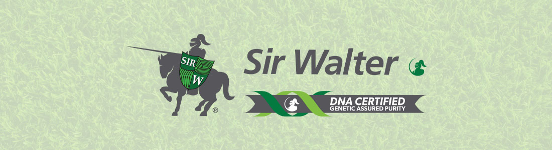 Sir Walter Premium Turf for sale in Forster, Taree, Old Bar and Port Macquarie NSW