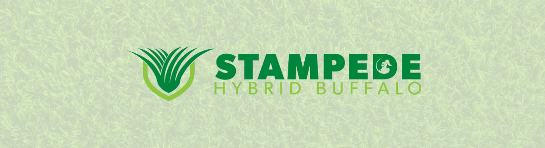 Stampede Turf for sale in Forster, Taree, Old Bar and Port Macquarie NSW